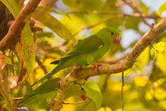 Periquito 5 <em>(3224)</em>