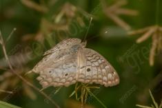 Borboleta 394 <em>(3225)</em>