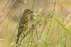 Pinta Silgo 2 <em>(3226)</em>