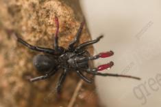 Aranha 105 <em>(3227)</em>