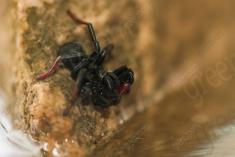 Aranha 106 <em>(3228)</em>