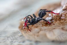 Aranha 107 <em>(3229)</em>