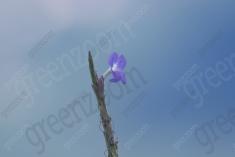 Flor 320 <em>(3230)</em>