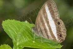 Borboleta 395 <em>(3231)</em>