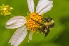 Flor 321 <em>(3232)</em>