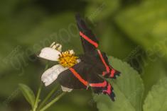 Borboleta 396 <em>(3233)</em>