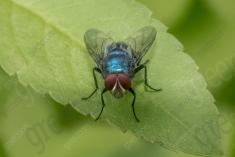 Mosca 19 <em>(3234)</em>