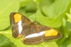 Borboleta 397 <em>(3235)</em>