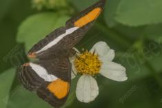 Borboleta 398 <em>(3236)</em>