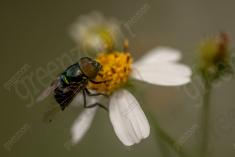 Mosca 20 <em>(3237)</em>