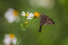 Mariposa 71 <em>(3238)</em>