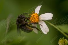 Flor 322 <em>(3239)</em>