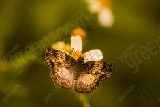 Borboleta 400 <em>(3241)</em>