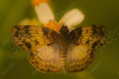 Borboleta 401 <em>(3242)</em>