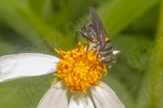 Inseto 249 <em>(3243)</em>