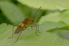 Inseto 250 <em>(3244)</em>