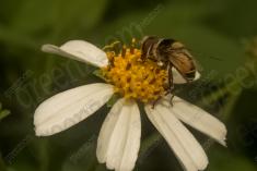 Inseto 251 <em>(3245)</em>