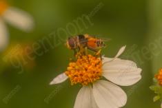 Inseto 252 <em>(3246)</em>