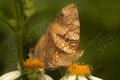 Borboleta 402 <em>(3247)</em>