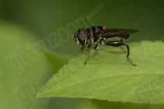 Inseto 253 <em>(3248)</em>