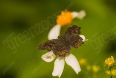 Mariposa 72 <em>(3249)</em>