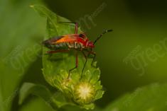 Inseto 254 <em>(3250)</em>