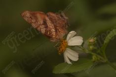 Borboleta 403 <em>(3251)</em>