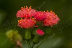 Flor 323 <em>(3252)</em>