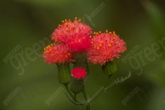 Flor 324 <em>(3253)</em>