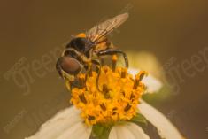 Inseto 255 <em>(3254)</em>