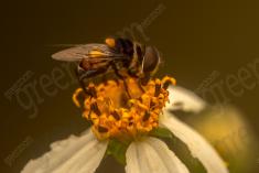 Inseto 256 <em>(3255)</em>