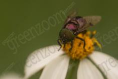 Inseto 257 <em>(3256)</em>