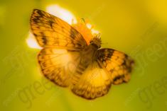 Borboleta 404 <em>(3257)</em>