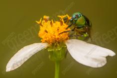 Inseto 258 <em>(3258)</em>