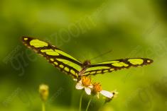 Borboleta 405 <em>(3259)</em>