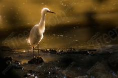 Garça 22 <em>(3260)</em>