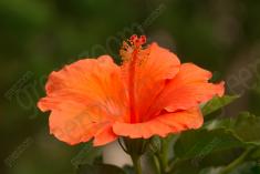 Flor 325 <em>(3261)</em>