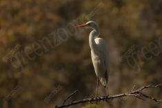 Garça 23 <em>(3262)</em>