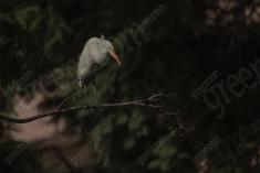 Garça 24 <em>(3263)</em>