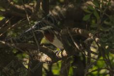 Martin Pescador 7 <em>(3264)</em>