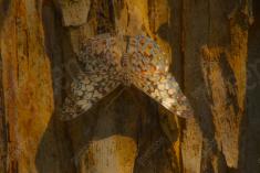 Borboleta 406 <em>(3265)</em>