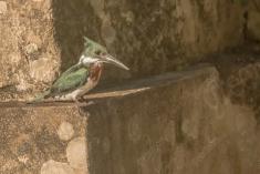 Martin Pescador 8 <em>(3272)</em>