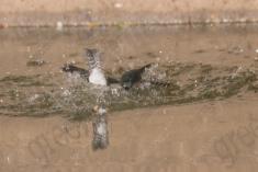 Martin Pescador 9 <em>(3273)</em>