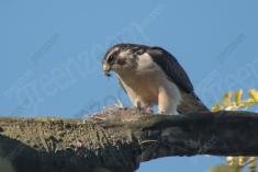 Gavião Carrapateiro 1 <em>(3292)</em>