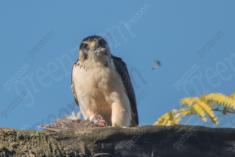 Gavião Carrapateiro 2 <em>(3293)</em>