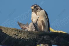 Gavião Carrapateiro 3 <em>(3294)</em>