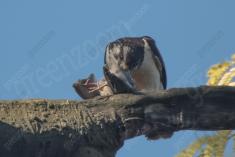 Gavião Carrapateiro 4 <em>(3295)</em>