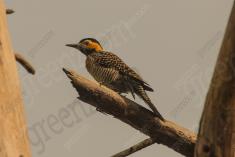 Pica Pau 20 <em>(3319)</em>