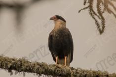 Gavião Carcará 32 <em>(3320)</em>