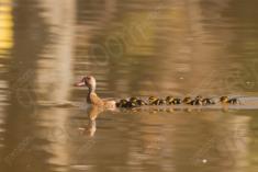 Marreco 10 <em>(3321)</em>